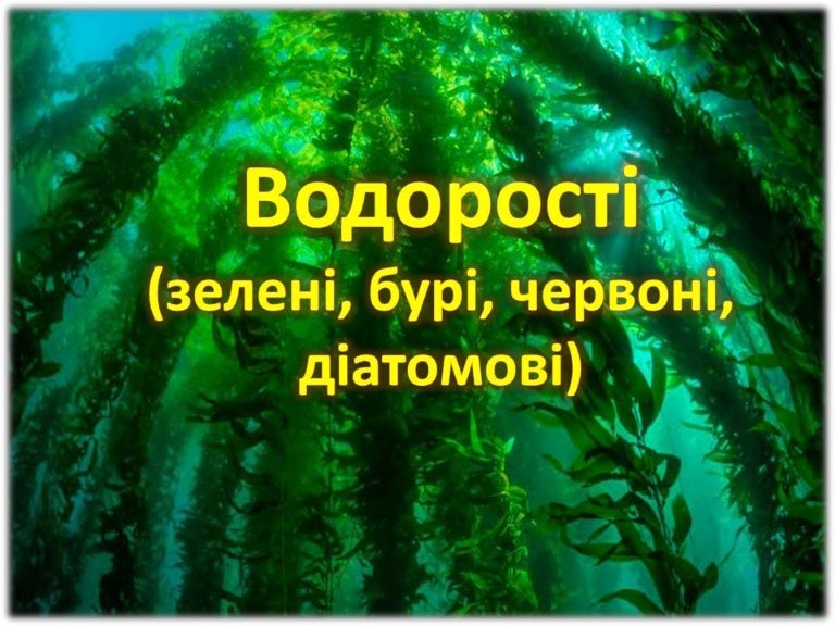 Реферат: Водорості Підцарство Справжні водорості Реферат: Водорості Підцарство Справжні водорості